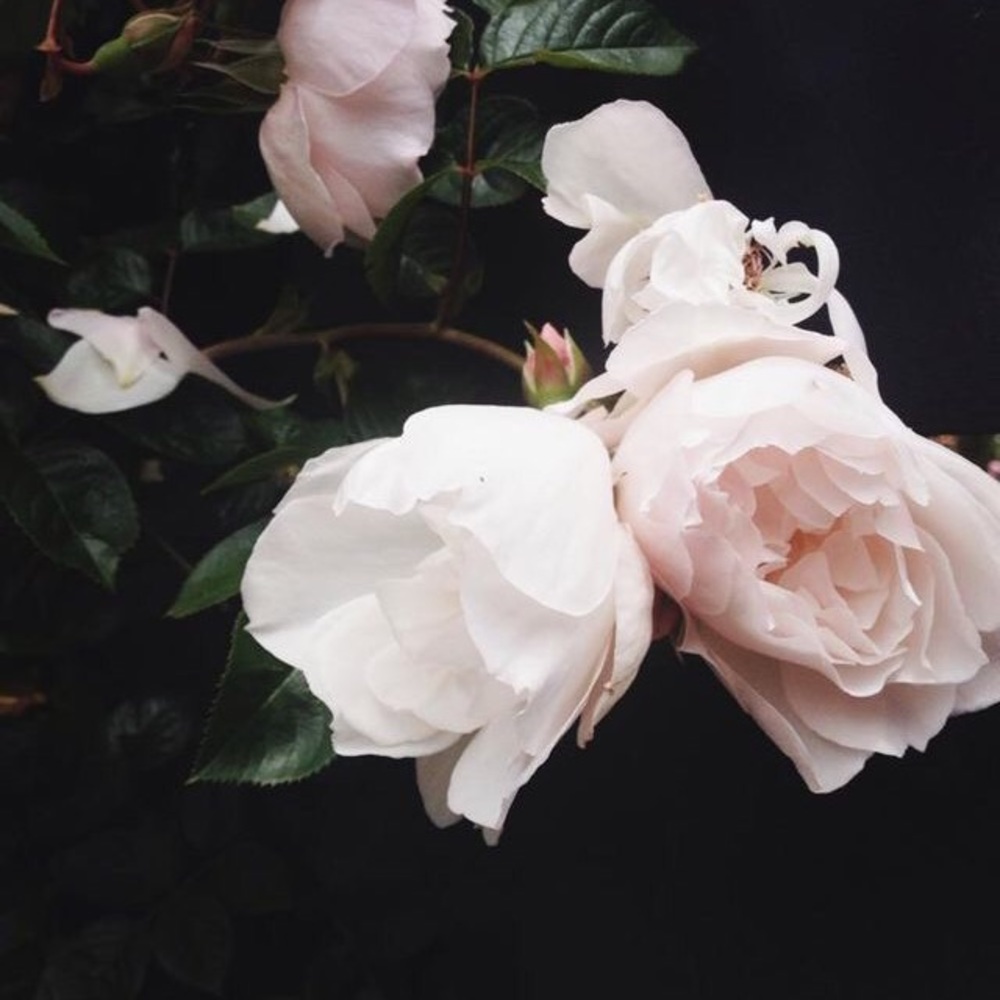 Questions....Just Ask Here - image 3